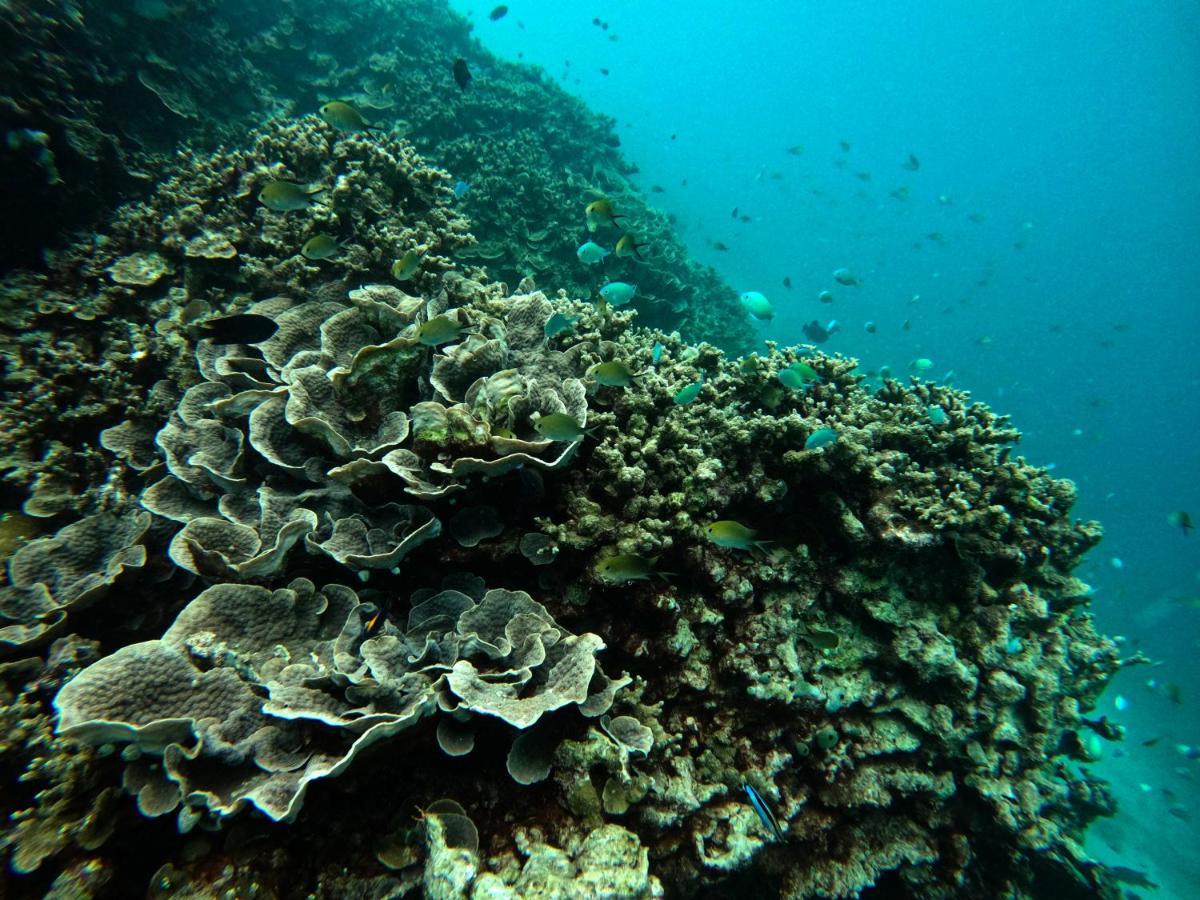 Adroit Beach Inn Guraidhoo  Eksteriør billede